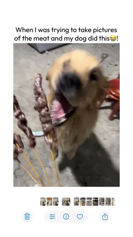 He can’t hold it anymore😭! #goldenretriever #dog #fyp #funny #meme 