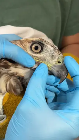 🦅 Este busardo colirrojo (Buteo jamaicensis) fue rescatado con una fractura en el ala… pero durante su tratamiento encontraron algo más: un perdigón alojado bajo la piel. 😔 Gracias al trabajo del equipo de @worldbirdsanctuary, pudo limpiarse la herida y el ave se está recuperando 💚 Estas rapaces son esenciales para controlar poblaciones de roedores, pero aún sufren disparos injustificados por miedo o desconocimiento. Apoyar a los centros de rehabilitación es apoyar la conservación de nuestra fauna. 🌍 📸 Imágenes: @worldbirdsanctuary #busardocolirrojo #wildliferehab #avesrapaces #conservaciónanimal #exoticosysilvestres 