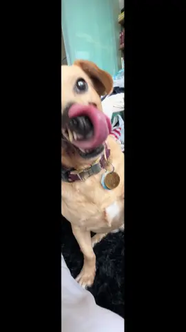 It’s not that my dog thinks every person is a new friend. It’s not even that she believes it. It’s that she knows without a doubt that every single person she encounters is one more friend who can give her the love and attention she knows she deserves (and will give right back)!  #dogsoftiktok #dogoftheday #dogfightingsurvivor 