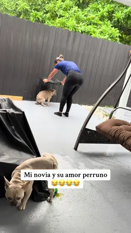 Ante las inclemencias del tiempo servicios de sombrilla 😂😂#foryou #funnyvideos #frenchie #frenchbulldog #viralvideo 