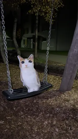 meowl spotted once again #maheadfullofzig #real #relateable #fyp #meme Meowl