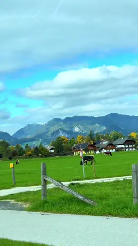 📍🇦🇹Wolfgangsee #nature #austria #animal #fyp #autobahn 