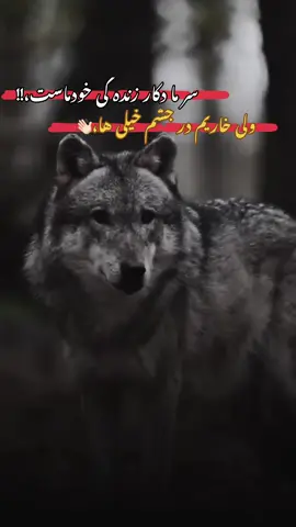 #viral_videos #videoviral #🐺  #تاجیک_هزاره_ازبک_پشتون_ترکمن🇦🇫 