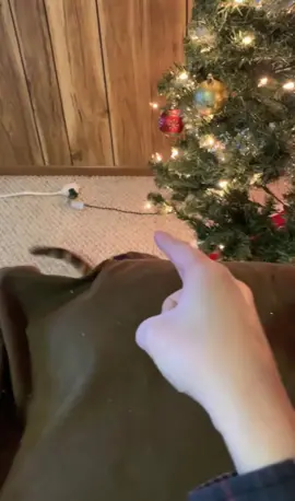 Cats don't like being pointed at🤣🤣 #cat #funnycat #catsoftiktok #usa #fyp 
