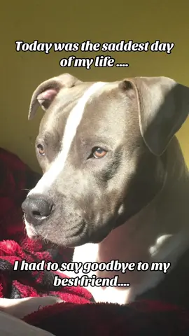 Run Tank you’re free now over the rainbow 🌈  Into heaven I’ll see you again one day  God please hold him until then ….  I love you boy you were my whole world 🐾🦴 #dogloss #dogsoftiktok #dogcancer #ilovemydog #missyoumyboy💔😢 