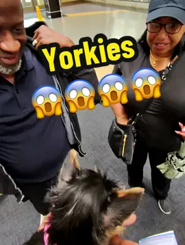 Teacup Yorkies finally 😱 #fyp #nyc #jersey #viral #philly 