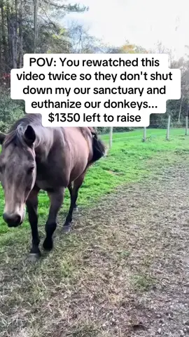 #animals #fentysuperbrandday #jackbrowns #michaeljackson #36secondsoflightwork 