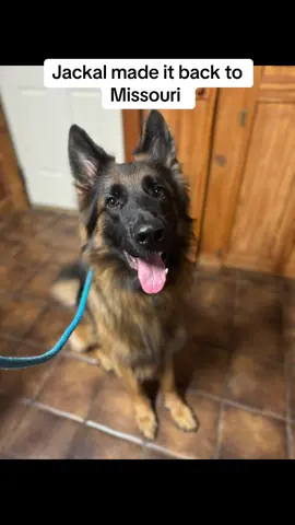 Welcome back to Missouri Jackal!!! #darkwinggsd #dog #dogsoftiktok #germanshepherd 