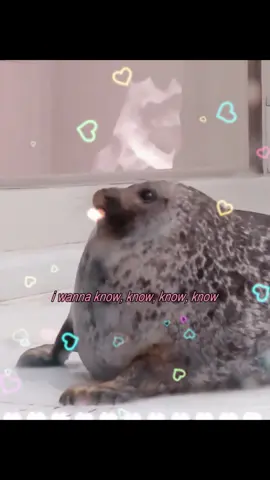 what is love? by TWICE ft. seals | #seal #sealtok #twice #kpop #whatislove