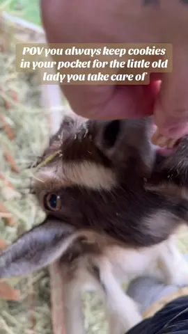 Grammy is the absolute sweetest little old lady you will ever meet! With her old age she needs extra calories so lucky for her the treats flow freely! #animalrescue #animalsanctuary #animals #goat 