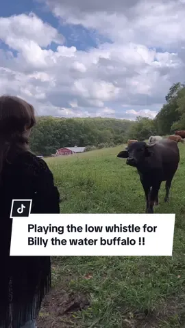 Can safely say playing the low whistle for a water buffalo was not something I ever thought I would have the opportunity to do, what an amazing experience !! ✨ 📍- Elk Ravine Farm, Amenia, NY Tune: Ar Éireann Ní Neosfainn Cé Hí 📸 - @Lifeinthebiz  #folkmusic #waterbuffalo #lowwhistle #irishmusic #catskills 