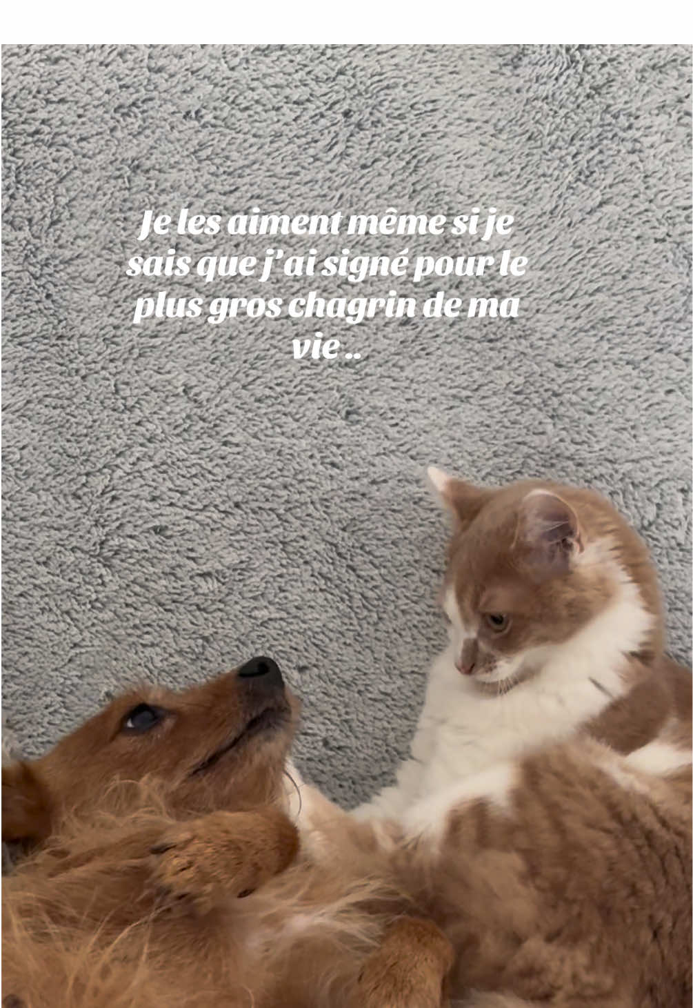J’imagine pas ma vie sans mes bébés 🐕🐈😓❤️#foryoupage❤️❤️ #chien #chat #mavie #amour 