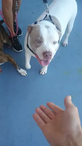 Love my Furry Customers! #fyp #dog  #cashier #store 