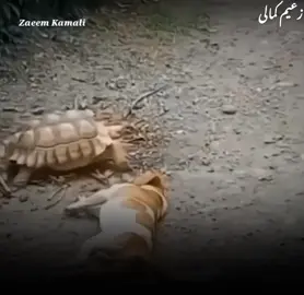 chinjay sirf insanano ki na v 😂 just for fun ☺️  pashto funny video  pashto funny poetry  pashto poetry munir buneri best line boost 4k #animal #dog #turtle #foryou #😂😂😂 