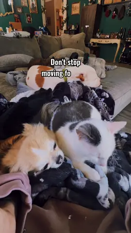 ❤️#cats #dogs #chihuahua #pitbull #fyp 