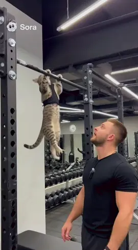 Будни Барсика 😜#cora2 #ai #aivideo #cat 