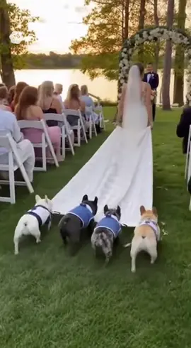 Every bride needs something old, something new, and four Frenchies in tuxedos 😎💍 #fyp#funnyvideos#comedy#family#fypシ 