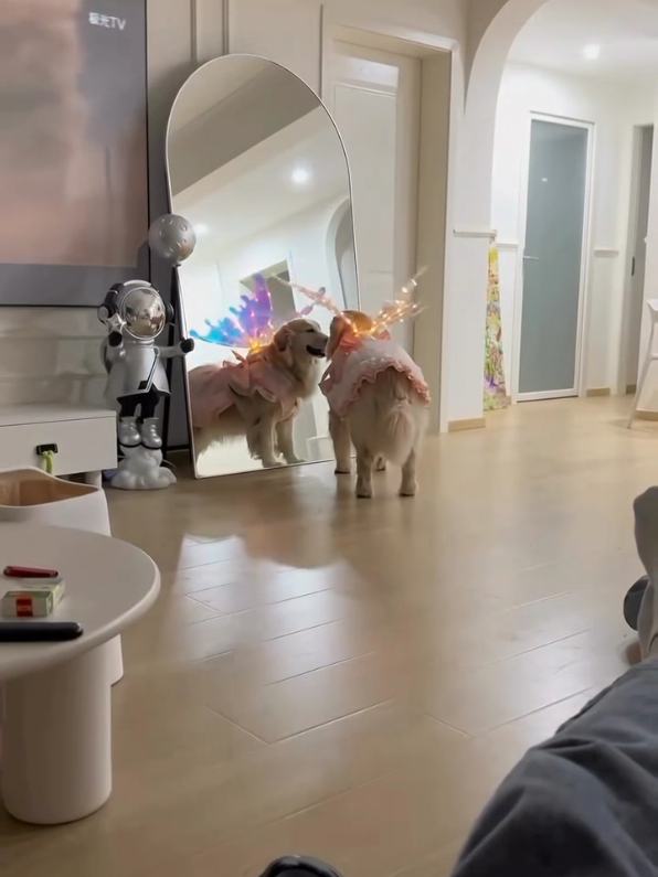 #duet with @user641381190#dogsofttiktok #cute #behappy 🩷🩷🩷 