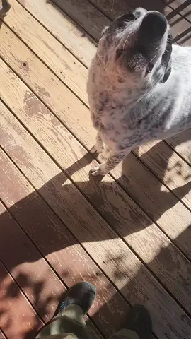 Merryl feels so much better today!!! 💚💚💚 Fingers crossed we make it to surgery day Tuesday!! #wolfpack #surgery #bestboy #oldman 