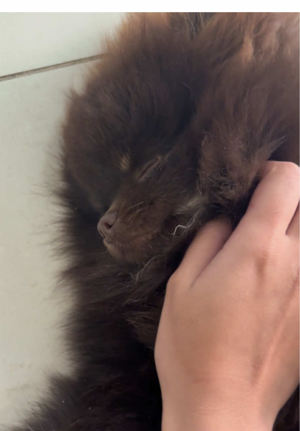 Meu Toddynho🐾🤎 #viral #spitz #doguinho 