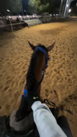تحس انك ضايع #ridinghorses #horses #fyp #explore #اكاديمية_جامعة_طرابلس_للفروسية 