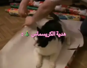 #fyp #Christmas#gift #cat #A 