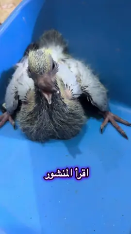 هاي صدك مو سالفة من وحي الخيال  قبل شويه جنت يم صديقي مربض ورحنه نزوره  اخوه جايب بيضات مال حمام كال خلي اگففهن بلكي احصل طيور حلوات اخليهن بالبيت يتأمل بيهن خير ويستفاد منهن مستقبلاً، يكول طلعن ثنينهن معوقات : الاول تك رجل ، والثاني هذا الي تشوفونه كدامكم منگاره اعوج ، ولاحضت برجيلها ولا خذت سيد علي وهو لاحضه بفلوس البيضات ولا اخذ طيور زينات يستفاد منهن | هسه الجماعة نفس ذني البيضات نتأمل بيهم خير كسابقهم الي نتأمل بيهم خير وبالاخير يطلعون مكصوصين لو منكارة اعوج ومابي فائدة ، والغرگان يجلب بگشاية والشعب يتأمل عسى ولعله يطلع واحد بيهم زين مامكصوص ويفيد الوادم |  ابحث جيداً قبل اتخاذ القرار فظاهر المرء ليس كباطنه  #متابعه_ولايك_واكسبلور_فضلا_ليس_امر #مشاهدات #متابعة #مشاهير_تيك_توك #الجميع 