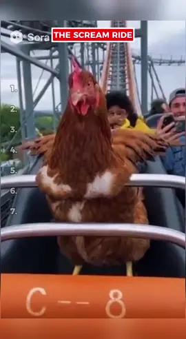 Chicken at roller coaster 🤣🤣🤣  #viraltiktok #trendingvideo #viralvideo #fyp 