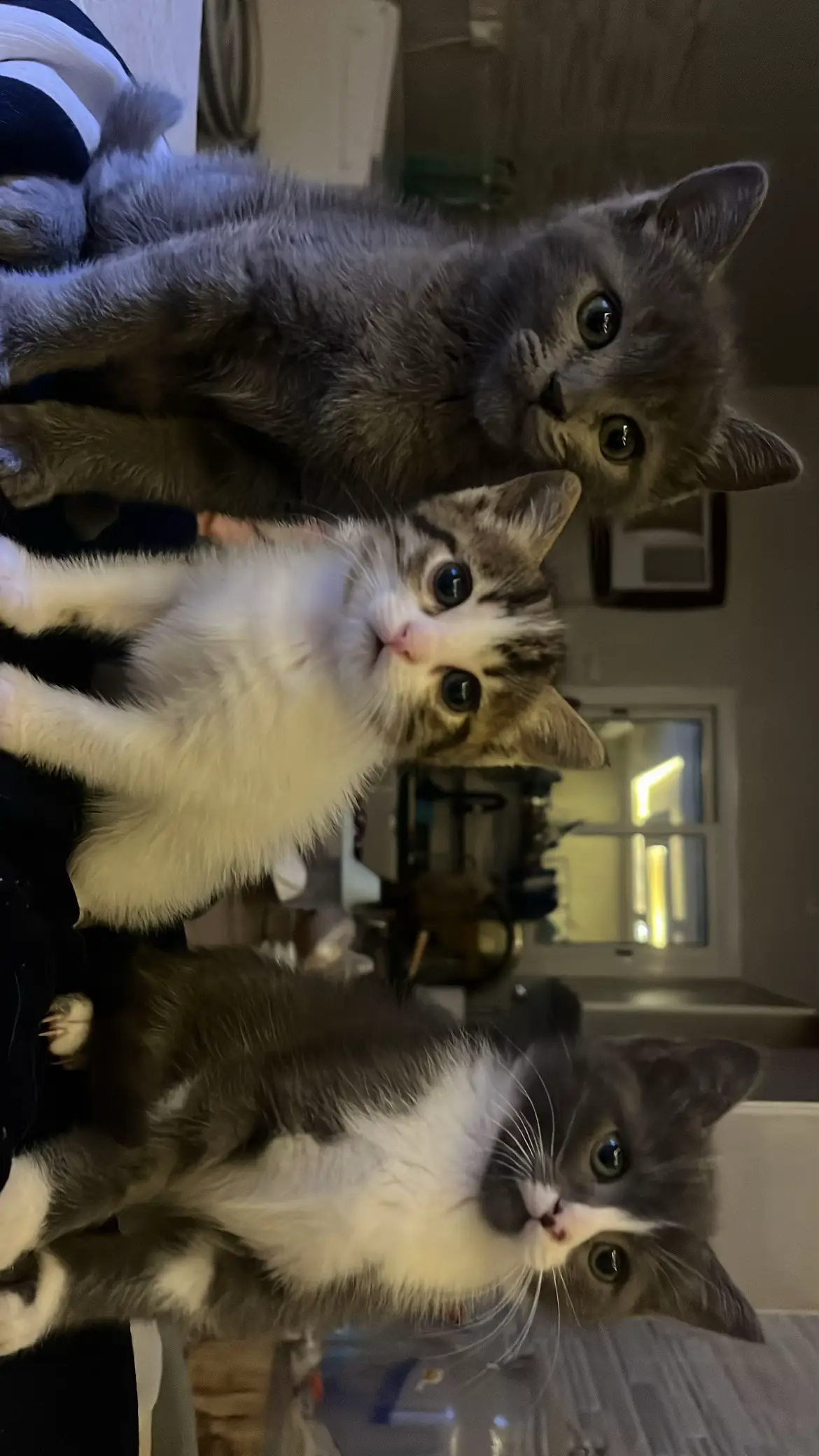 #catsoftiktok #cat #explore #قطط #لطيفه 