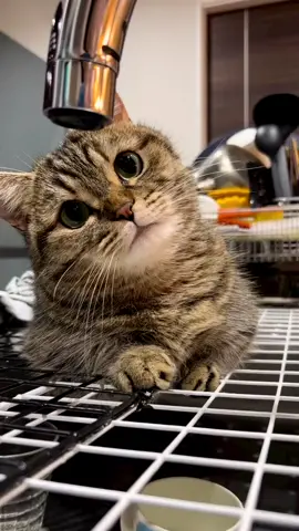 “The little cat loves to have fun😻” #pet #cutecat #funny #meow 