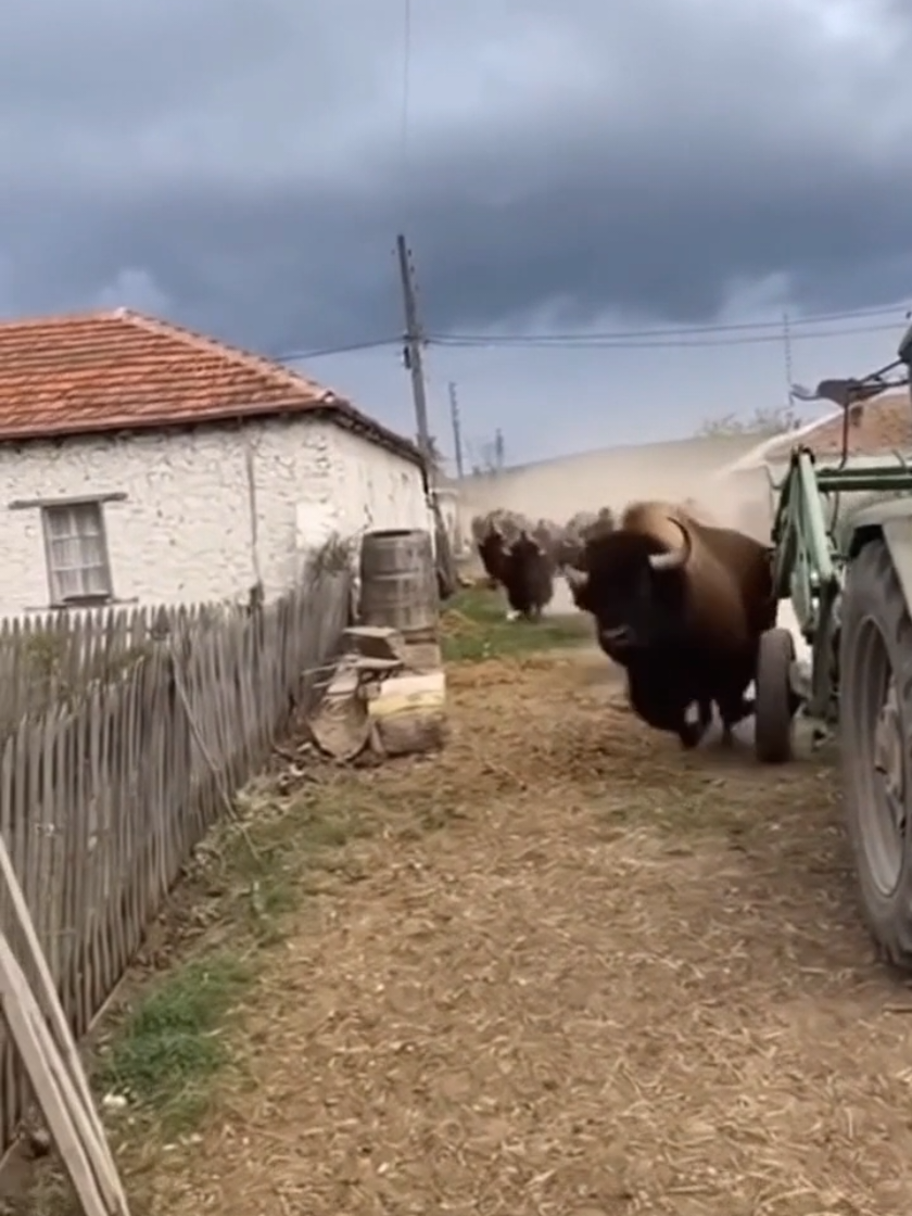Da li je moguće da je ovo stvarno?!“ #fyp #viral #wtf #stampede #crazyvideo 