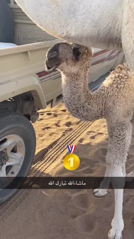 #ماشاء_الله 