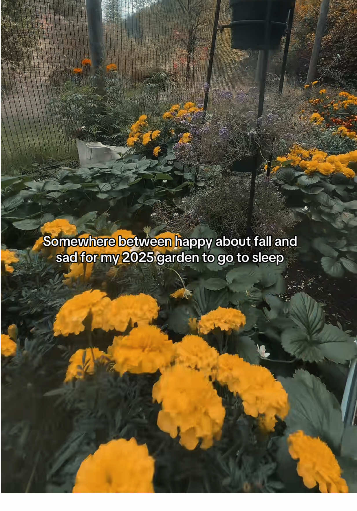 My first ever tomato tunnel was a success 🍅 ##garden##tomatotunnel#f#fallc#cabin