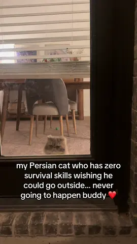 Maybe I’ll try to harness train him…  #persiancat #fyp #foryoupage #cats #catsoftiktok 