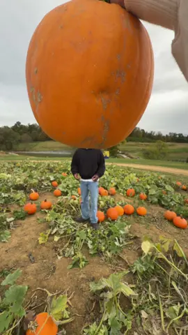 🎃🎃🎃#fyp #pumpkinseason #pumpkinpatch #viral #couple 