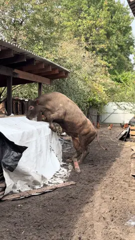 Куди дереться Колобок #village #DIY #farming #animal #bull 