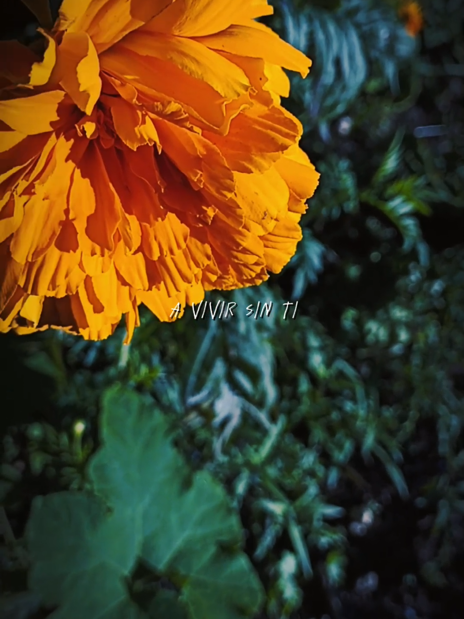 #sempasuchil #diademuertosmexico #noviembre #floreseternas 