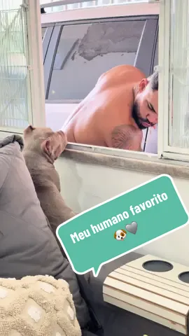 Ele pode tá fazendo qualquer coisa… que eu fico só olhando e pensando: ‘como eu amo esse humano’ 🥹🐶🩶 #pet #cachorro #doguinhos #americanbully #cachorrafujona @William Lorenco 