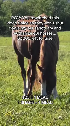 Fundraising link in bio #horsesoftiktok #equine #horses #fyp #HorseRescue 