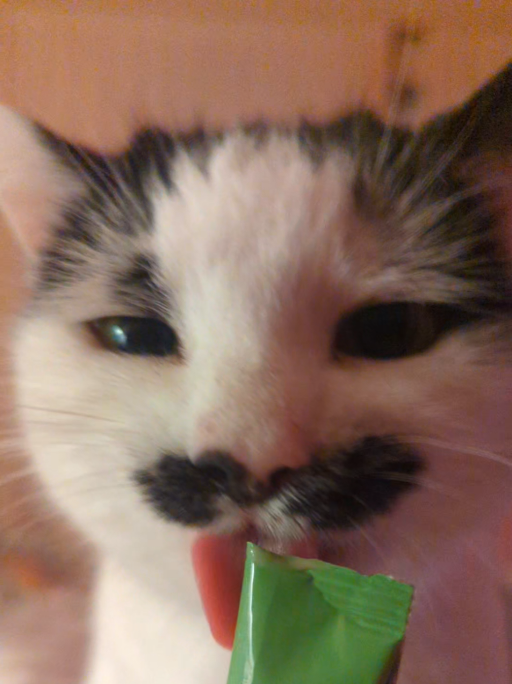 my mumma's been on holiday this week, tonight we were reunited and I was super happy for yoghurt time! 🥰🥰🥰🥰 #moustachecat #cateating #catasmr #purring #tuxedocat 