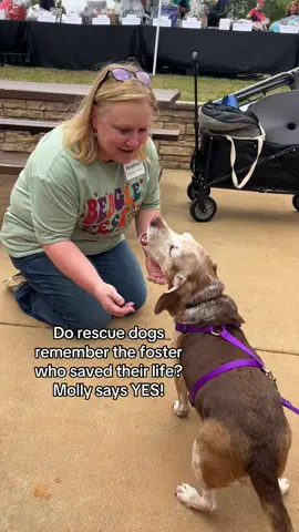 Molly, one of our Triangle Beagle Rescue alumni, will never forget her foster mom who saved her life! Watch her give the happiest aroooos. Rescue dogs remember the love. #beagle #beagles #beagletok #fosterdog #rescuedog