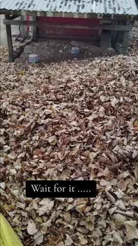 Kids aren't the only ones who love leaf piles!  #chicken #fall