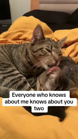 🥹 #catsoftiktok #ca #cats #fyp 