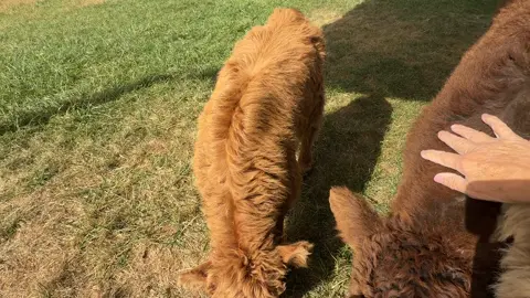 Sitting in the pasture with some of our mini Highland calves.        🤎🩶🖤🧡💛🤍                                   #lazysunday #sunday #minicow #minihighland #wildhavencattlecompany 