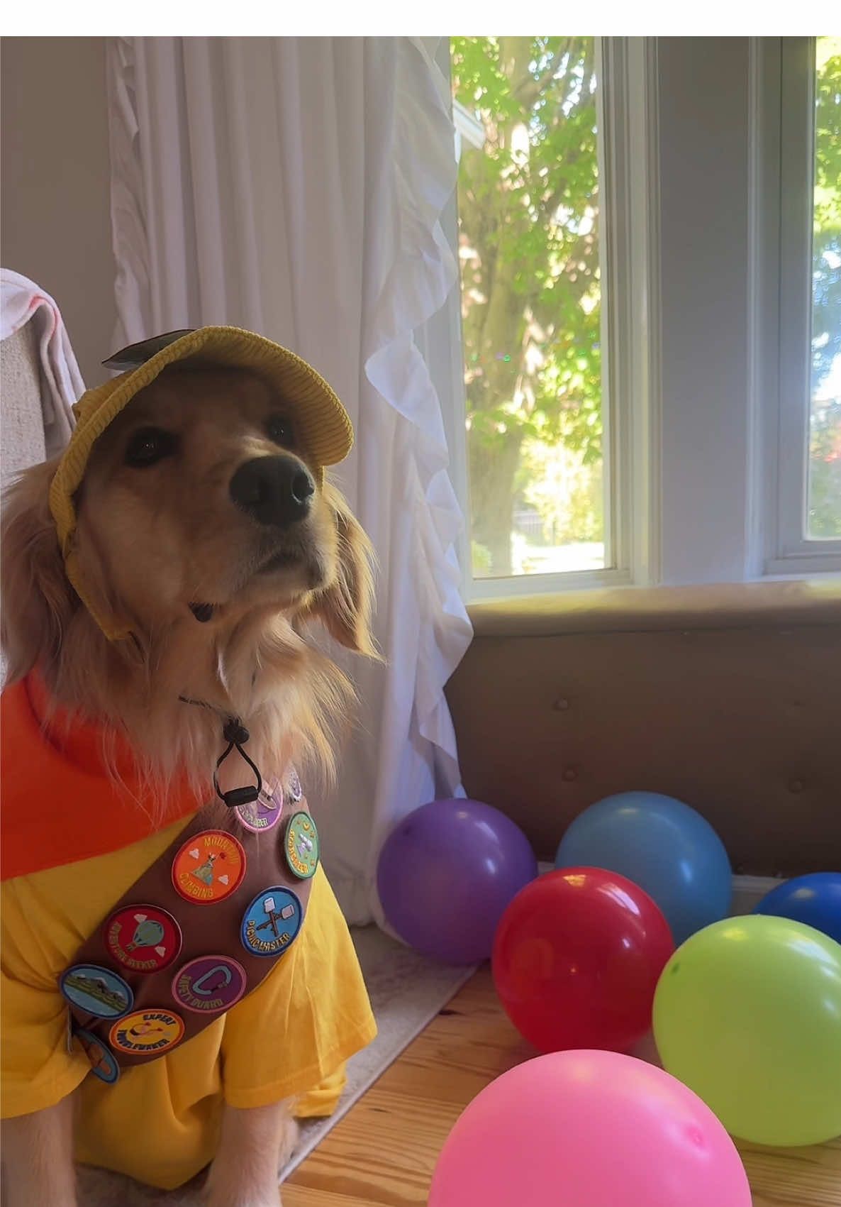 The best little Russell #fyp #halloweencostume #dogsoftiktok #dogcostume 