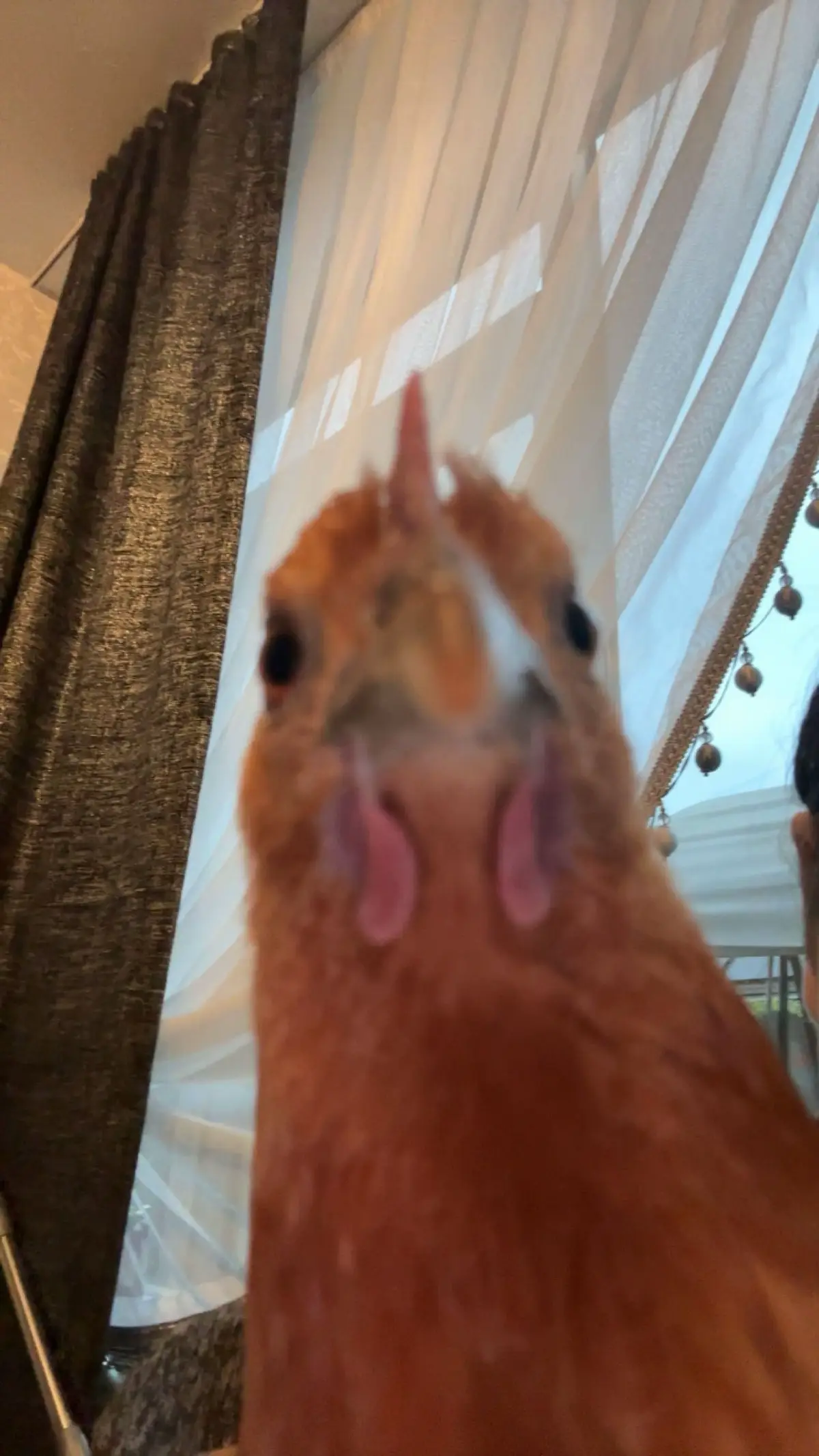 Cici bebi #fyp #chicken 