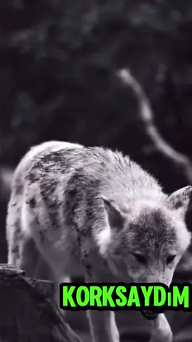 🇹🇷🦅🐺🇹🇷