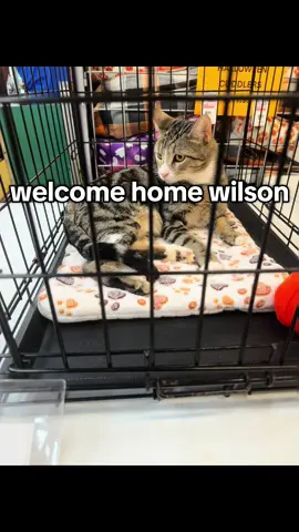 Wilson the cat #cat #catsoftiktok #catlover #cattok #catlovers 