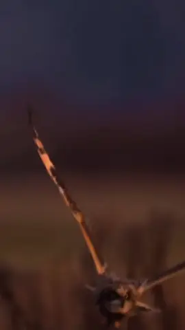 #اقتباسات_عبارات_خواطر🖤🦋❤️ #اكسبلور_تيك_توك