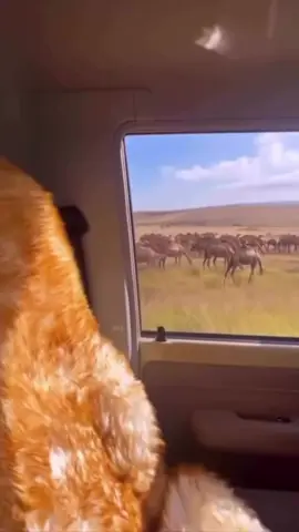 #ظفار_صلاله #salalah 